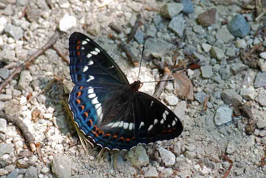 Limenitis populi del Vicentino